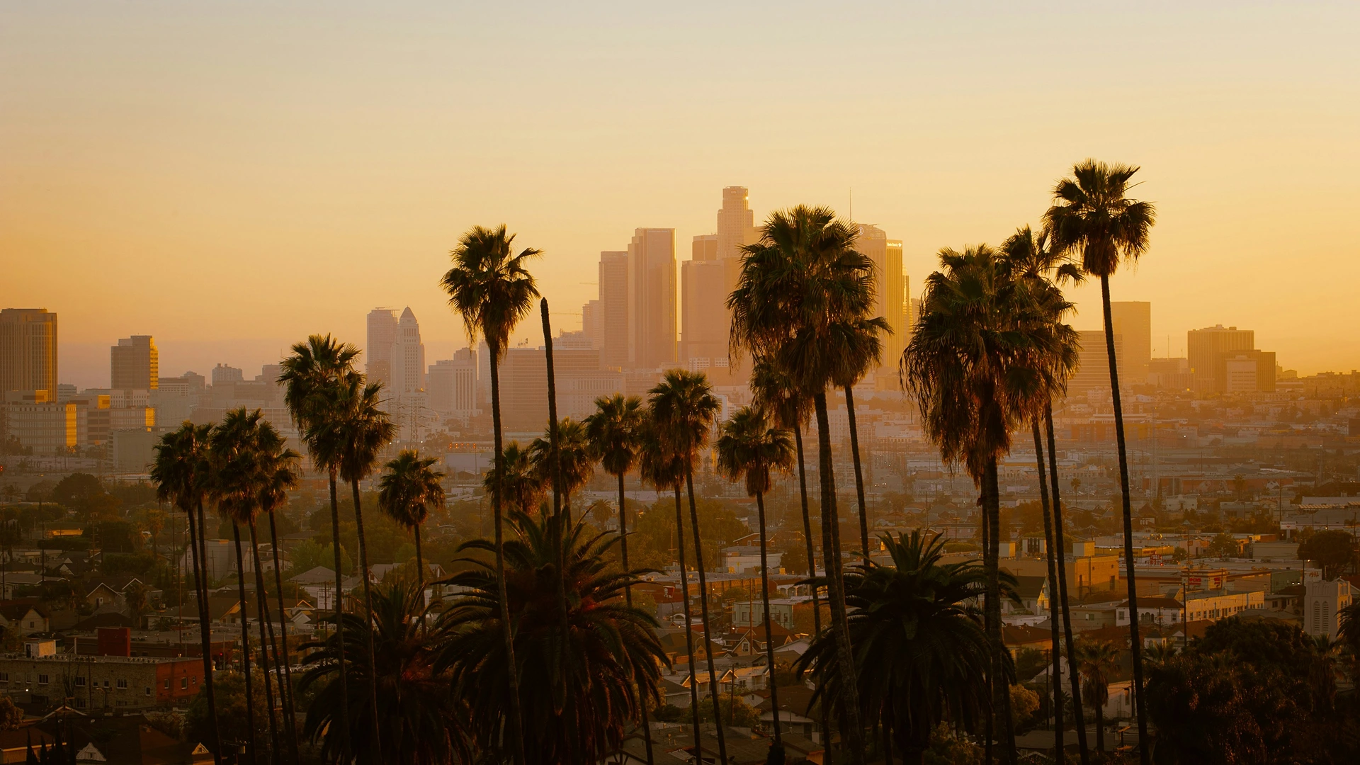 Palm trees with Los Angeles city skyline at sunset in the background
